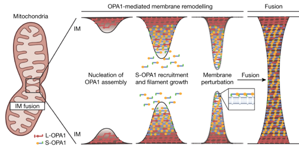 Schematische weergave van de rol van OPA1 in het samensmelten van (beschadigde) mitochondriën