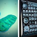 #31: Van mitochondriële transplantatie tot gehoorproblemen
