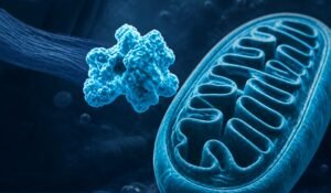 #36: Mitochondriële targeting en engineering