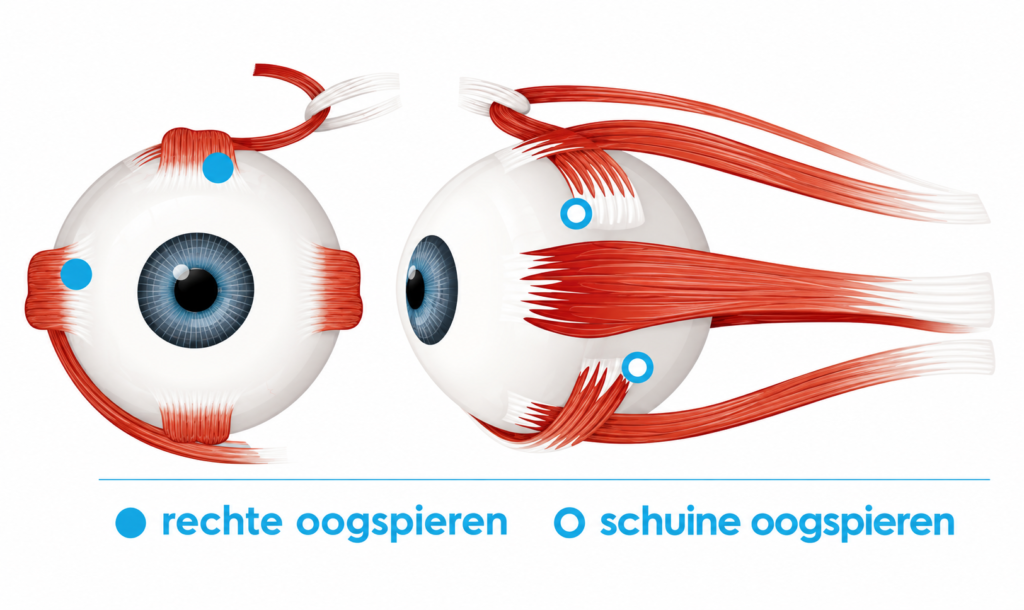 schematische weergave van de oogbal met oogspieren